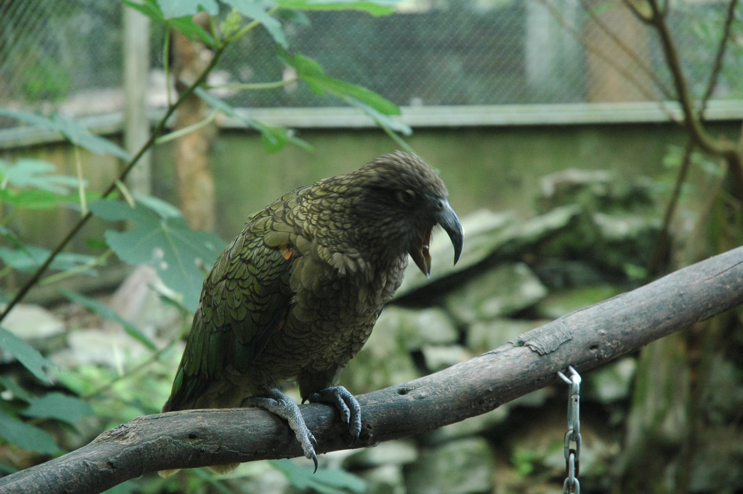 457   06 02   Otorohanga   Kiwi centrum